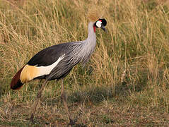 Grey Crowned Crane