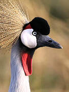 Grey Crowned Crane