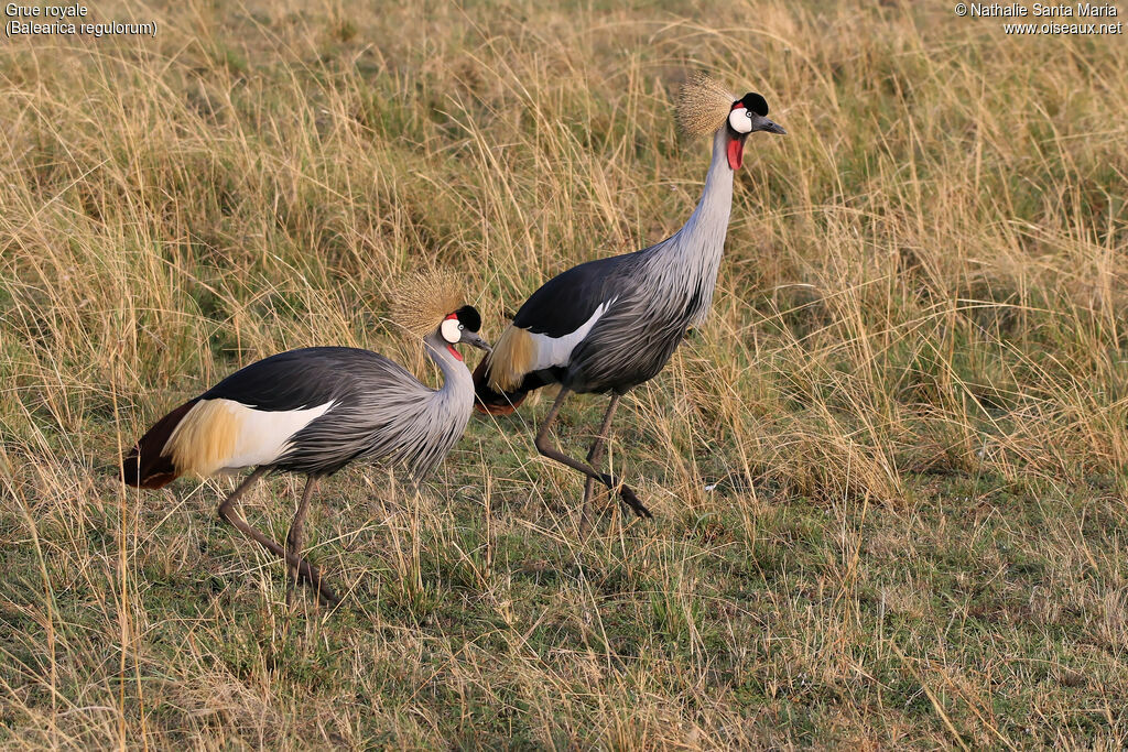 Grey Crowned Craneadult, habitat, walking