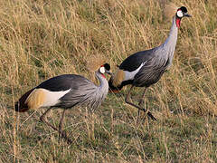 Grey Crowned Crane