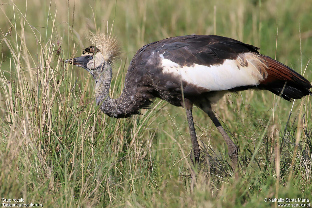 Grey Crowned Craneimmature, identification, habitat, walking