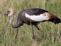 Grey Crowned Crane