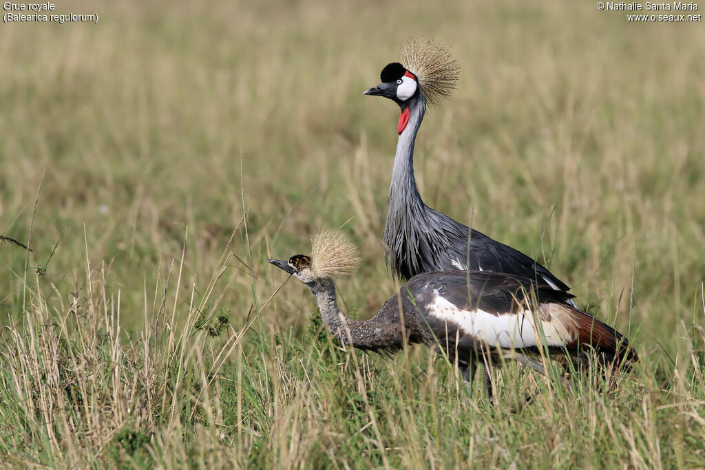 Grue royale, identification, habitat, marche