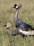 Grey Crowned Crane