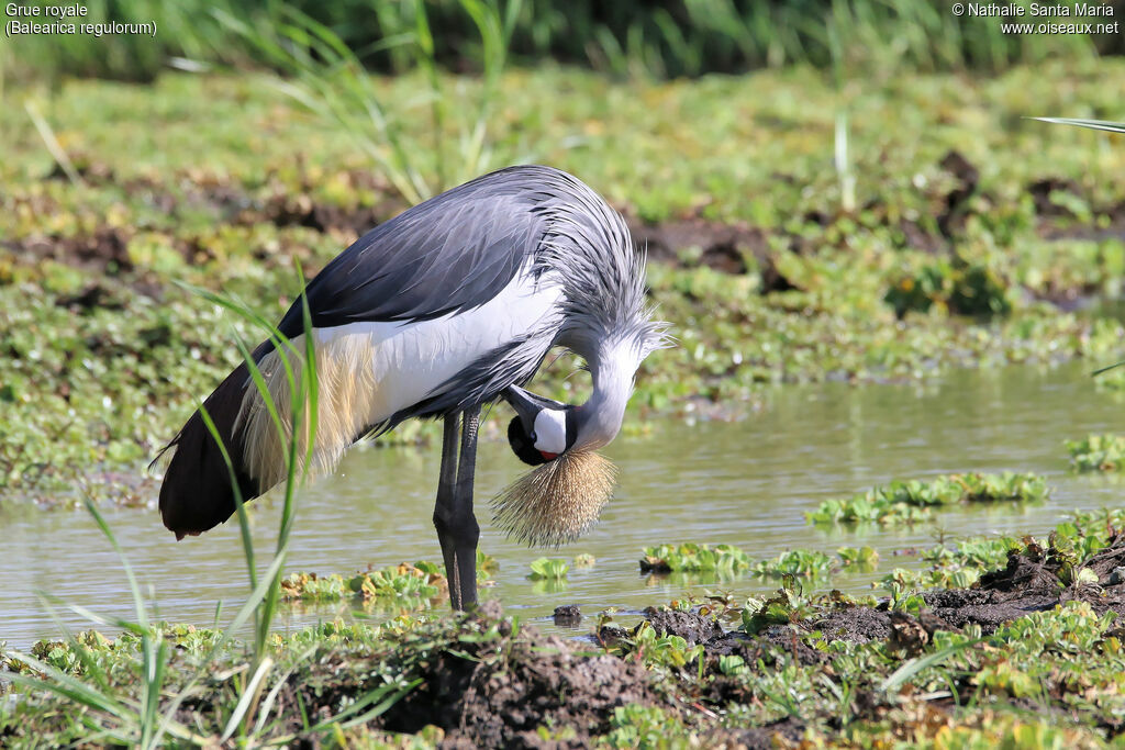 Grue royaleadulte, identification, habitat, soins