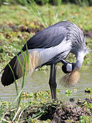 Grey Crowned Crane