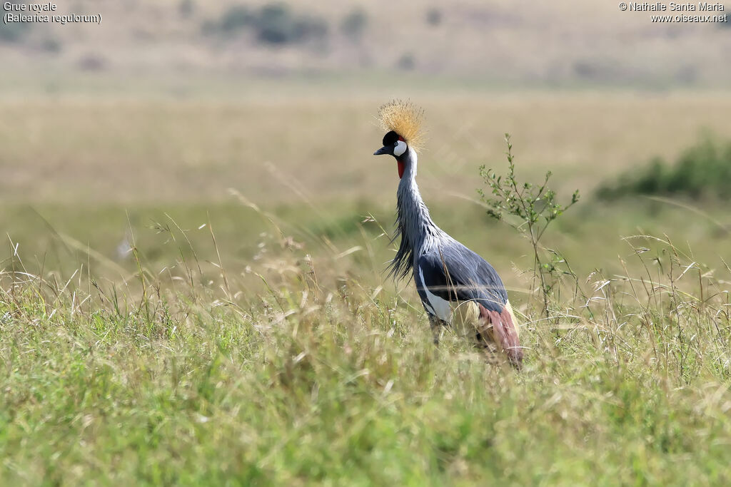 Grey Crowned Craneadult, identification, habitat