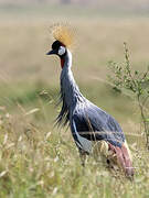 Grey Crowned Crane