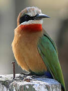 White-fronted Bee-eater