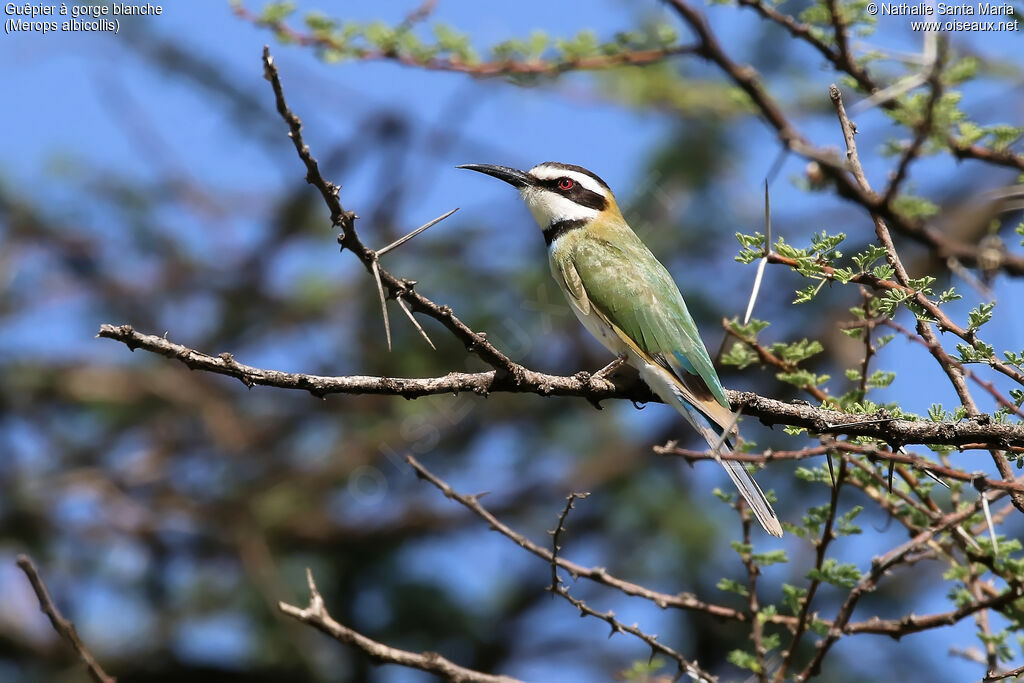 Guêpier à gorge blancheadulte, identification, habitat