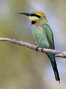 Rainbow Bee-eater