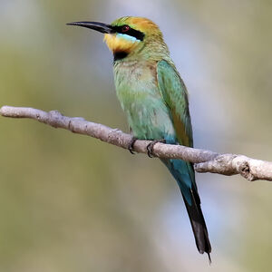 Rainbow Bee Eater Merops Ornatus