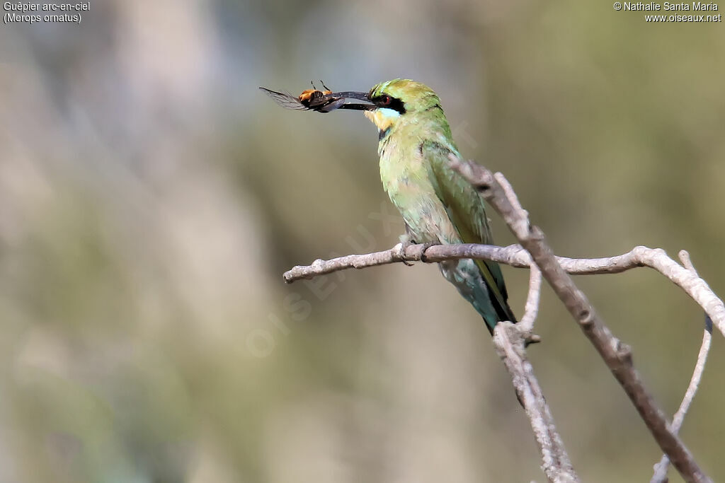 Guêpier arc-en-cieladulte, identification, régime, mange