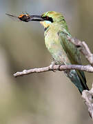 Rainbow Bee-eater