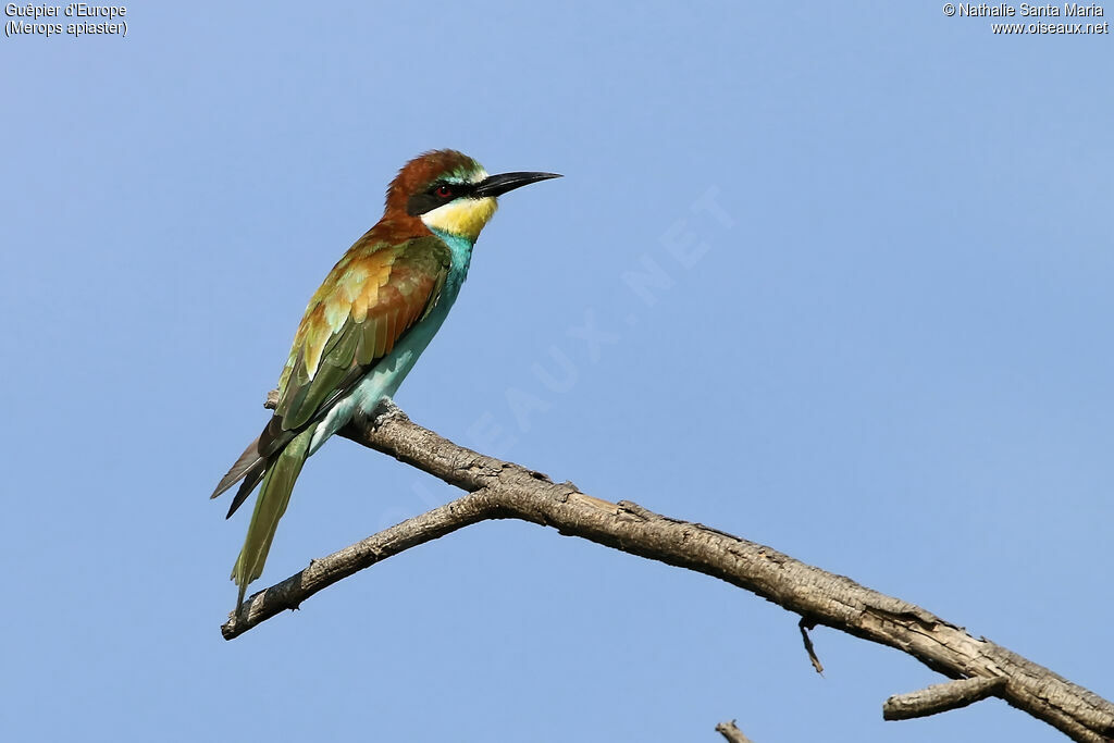 Guêpier d'Europeadulte, identification