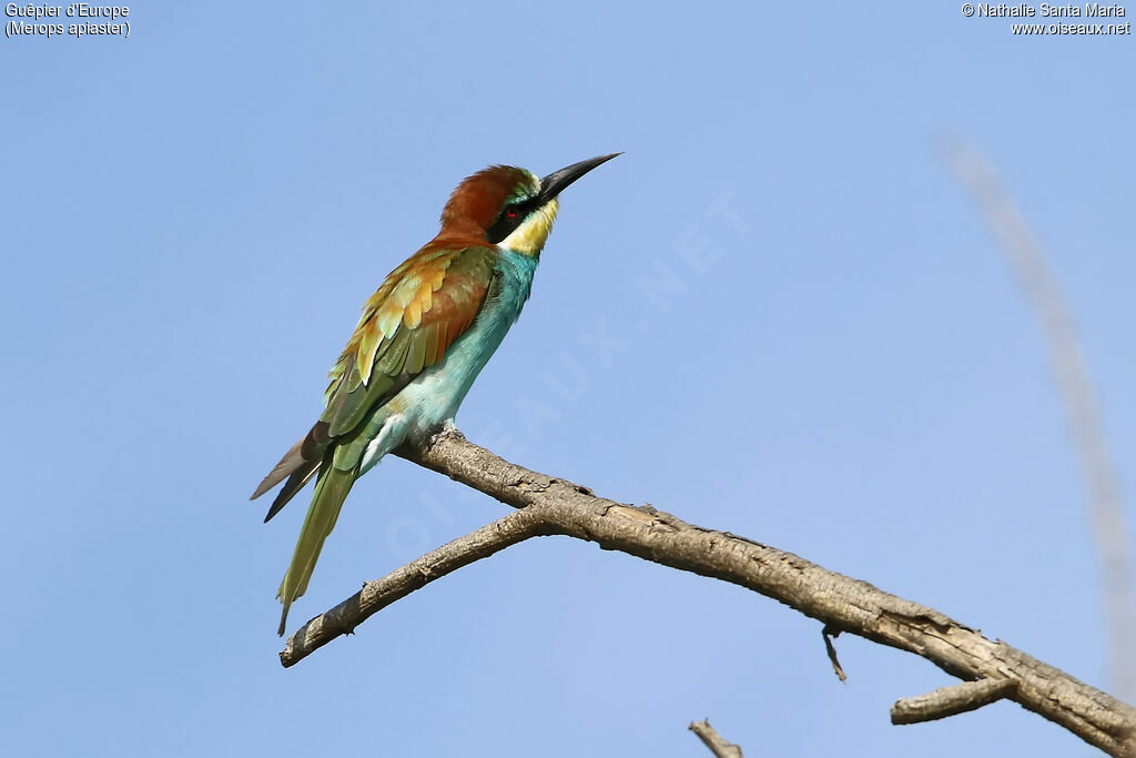 Guêpier d'Europeadulte, identification