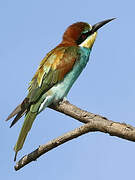 European Bee-eater