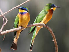 Ethiopian Bee-eater