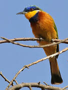 Ethiopian Bee-eater