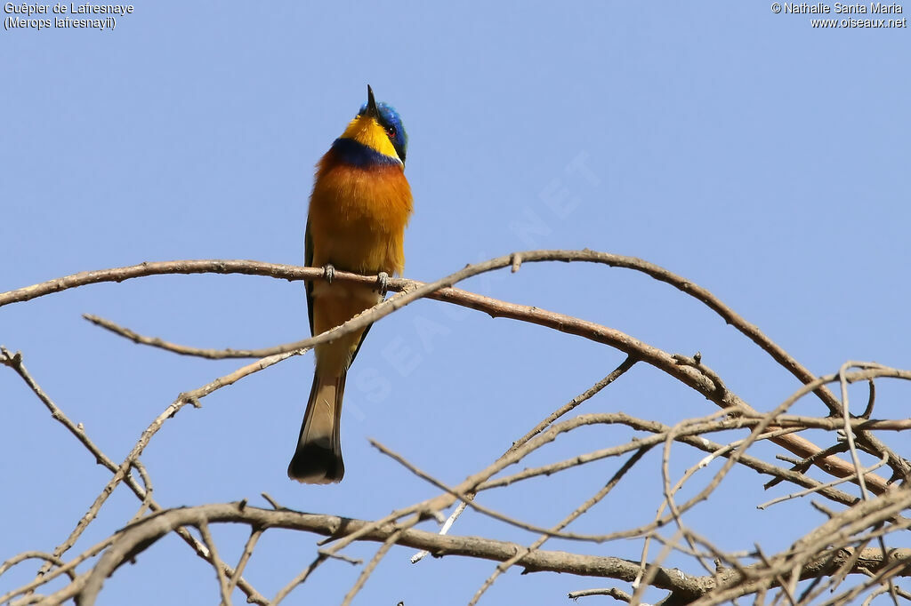 Guêpier de Lafresnayeadulte, identification