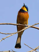 Ethiopian Bee-eater