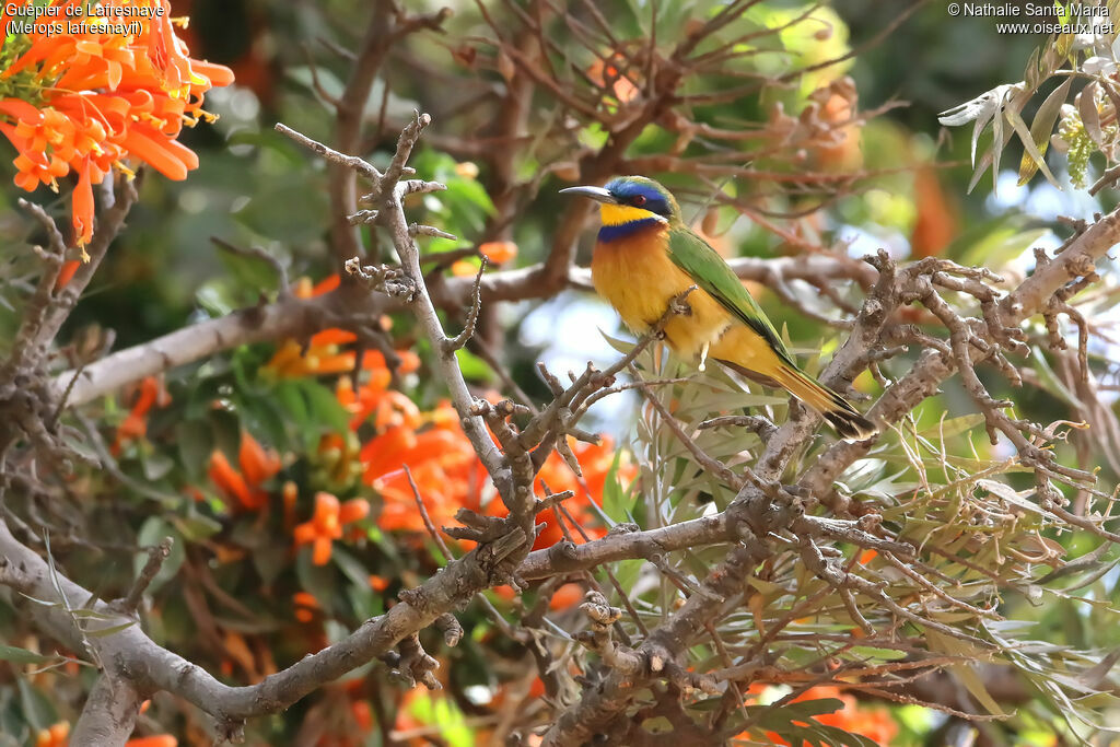 Guêpier de Lafresnayeadulte, identification, habitat