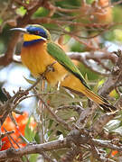 Ethiopian Bee-eater