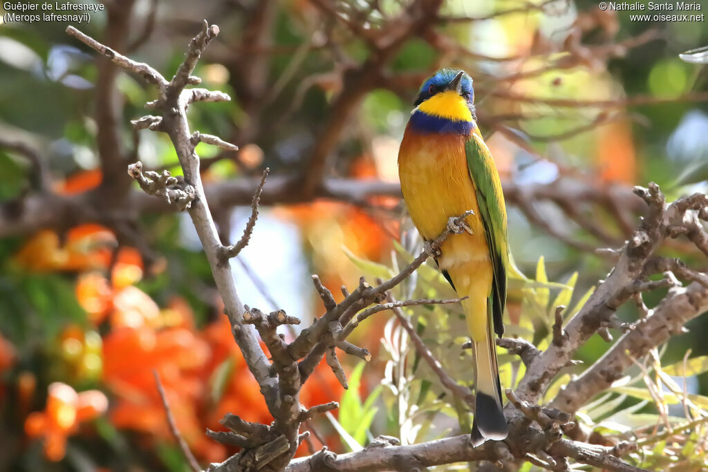 Guêpier de Lafresnayeadulte, identification, habitat