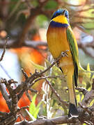 Ethiopian Bee-eater