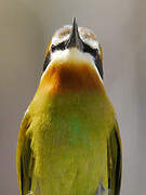 Olive Bee-eater