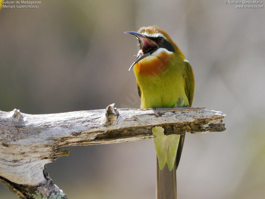 Guêpier de Madagascar mâle adulte nuptial, identification, habitat, indices, Comportement