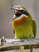 Olive Bee-eater