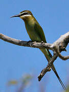 Olive Bee-eater