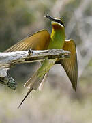 Olive Bee-eater