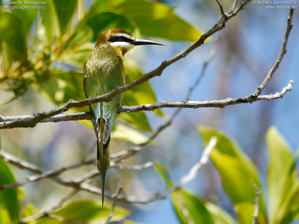 Olive Bee-eater female adult breeding, identification, habitat, Behaviour