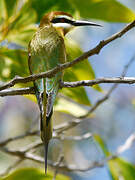 Olive Bee-eater