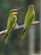 Olive Bee-eater