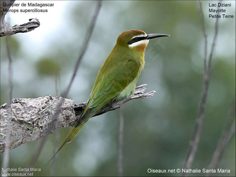 Olive Bee-eater female adult, identification, Behaviour