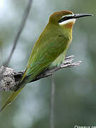 Olive Bee-eater