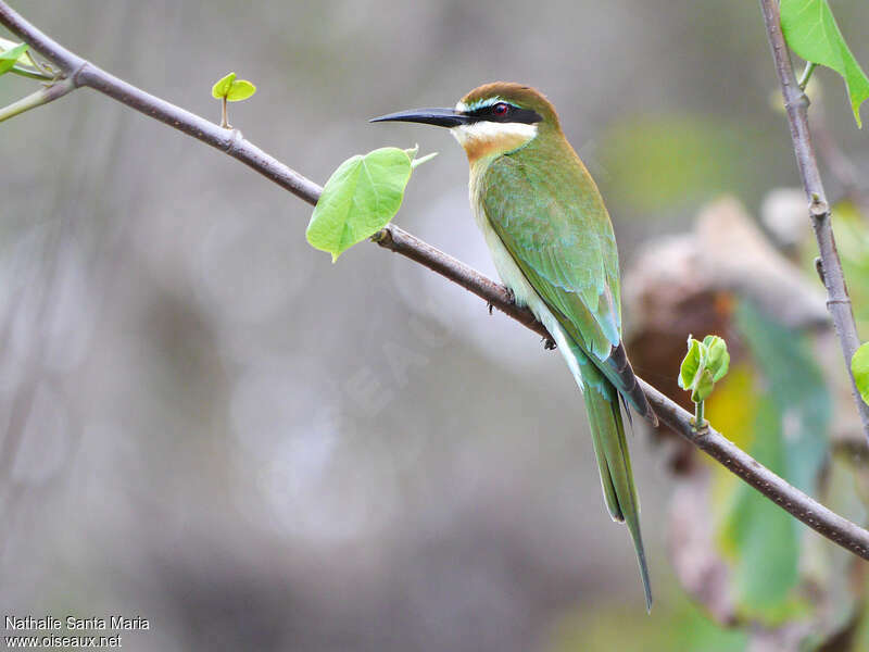 Olive Bee-eater female adult breeding, identification