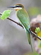 Olive Bee-eater