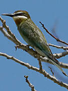 Olive Bee-eater