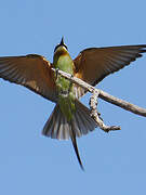 Olive Bee-eater