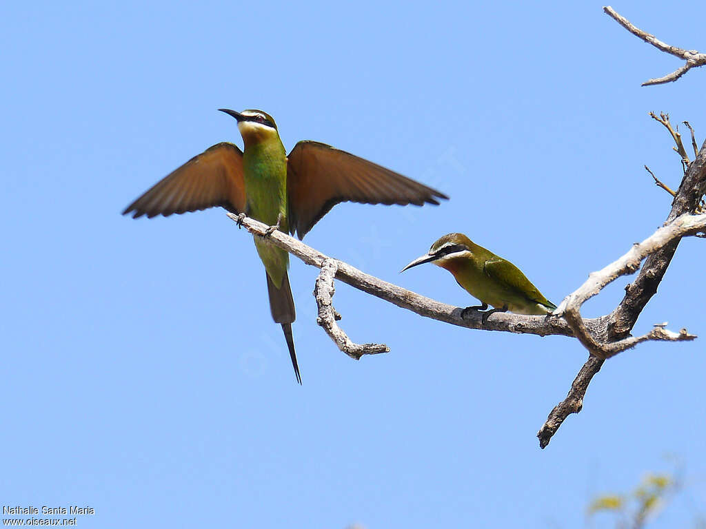 Guêpier de Madagascaradulte, habitat, pigmentation, pêche/chasse