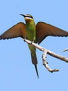 Olive Bee-eater