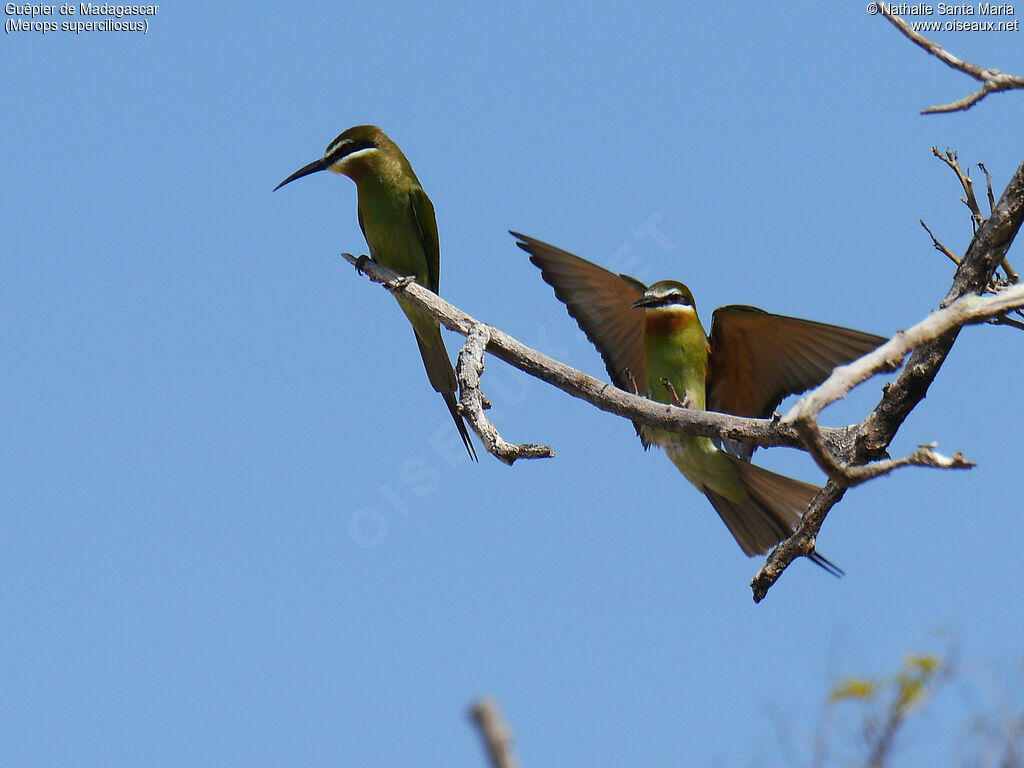 Guêpier de Madagascaradulte, habitat, pêche/chasse