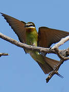 Olive Bee-eater