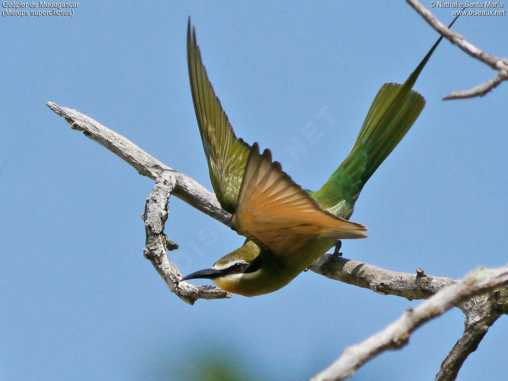 Guêpier de Madagascar mâle adulte nuptial, identification, habitat, pêche/chasse, Comportement