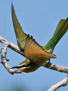 Olive Bee-eater