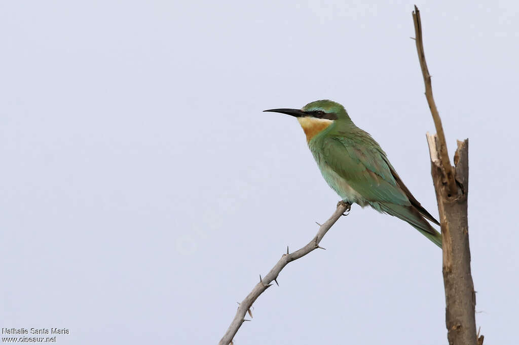 Guêpier de Perseadulte, identification